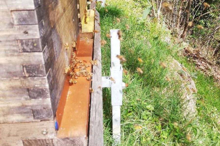 Carnica-Bienenvölker abzugeben - Bild 2