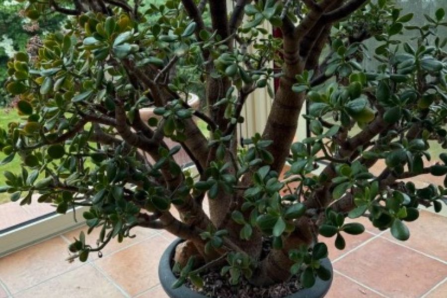 Geldbaum gesucht - Bild 1