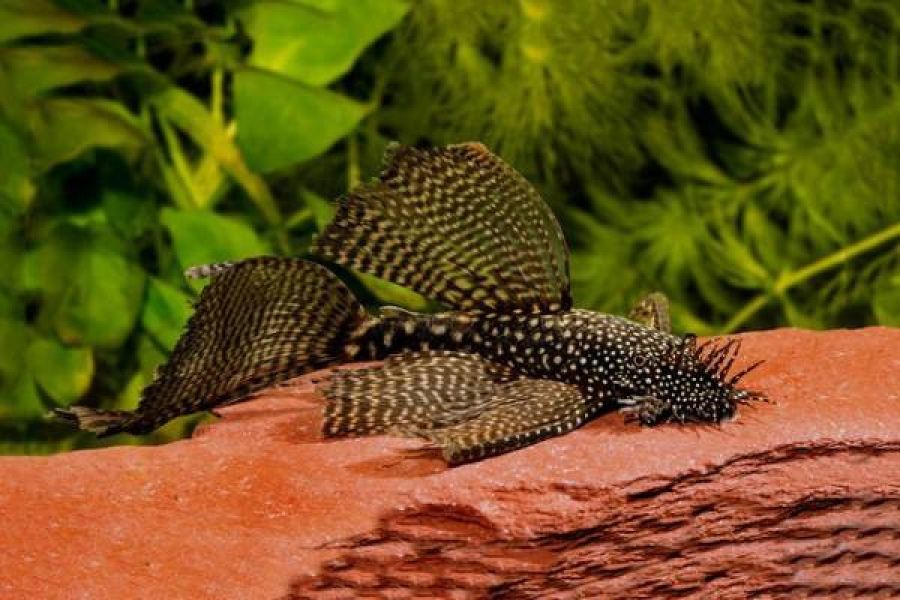 Antennenwels gesucht - Bild 1