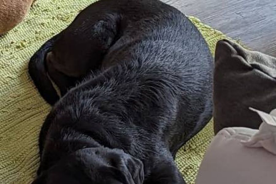 Liebevolles Zuhause gesucht - Bild 2