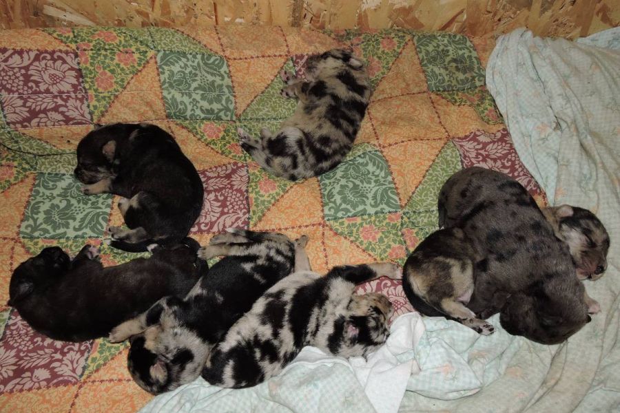 Wunderschöne Mischlingswelpen zu verschenken - Bild 2