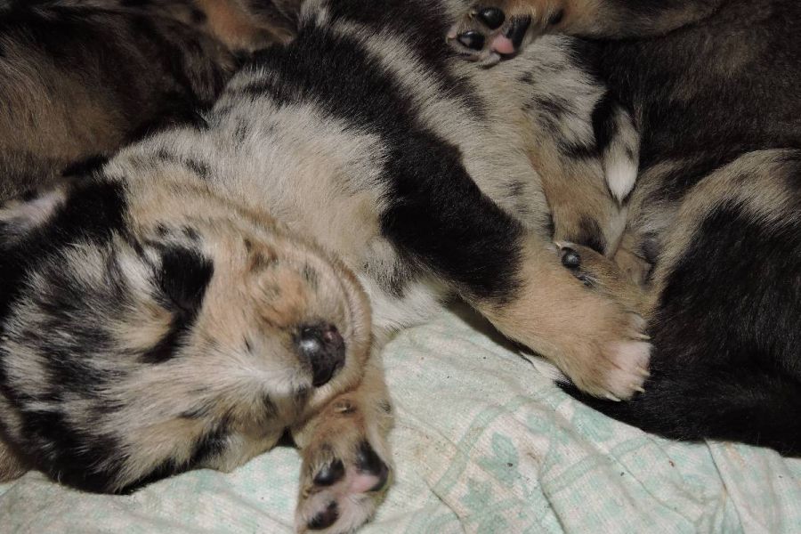 Wunderschöne Mischlingswelpen zu verschenken - Bild 3