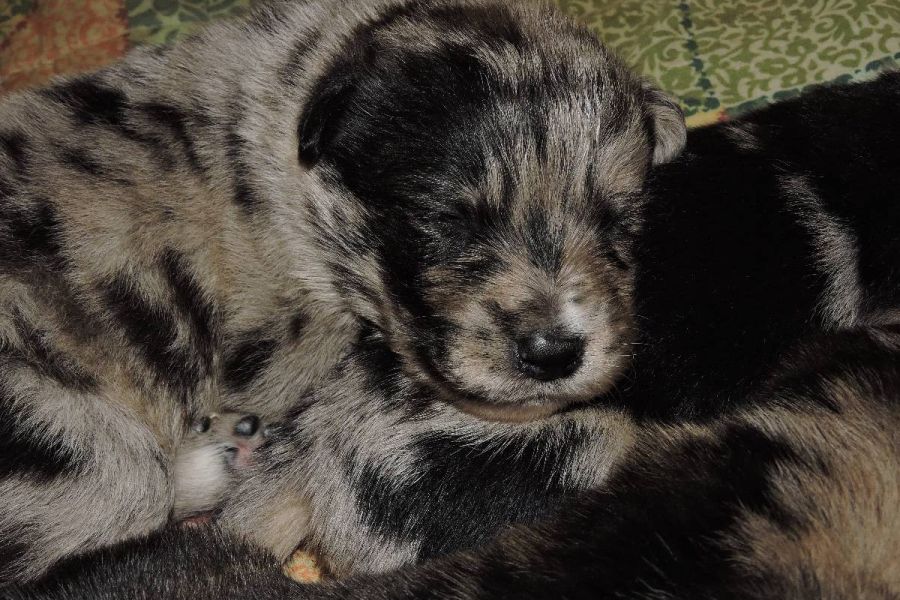 Wunderschöne Mischlingswelpen zu verschenken - Bild 4