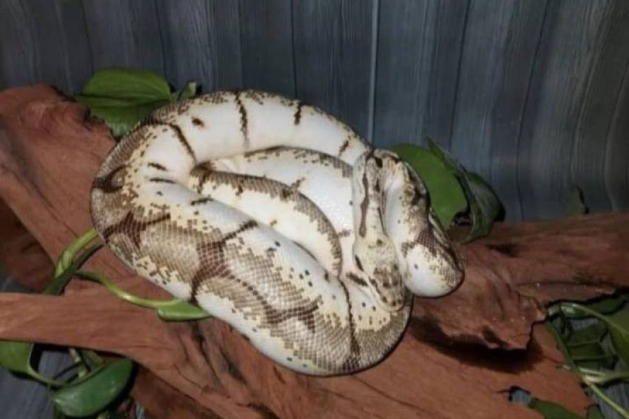 Königspython Schlange - Bild 1