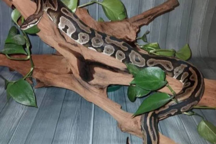 Königspython Schlange - Bild 1