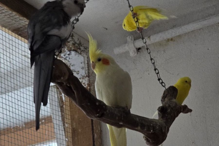 Vögel in liebevolle Hände abzugeben 🐦 - Bild 1