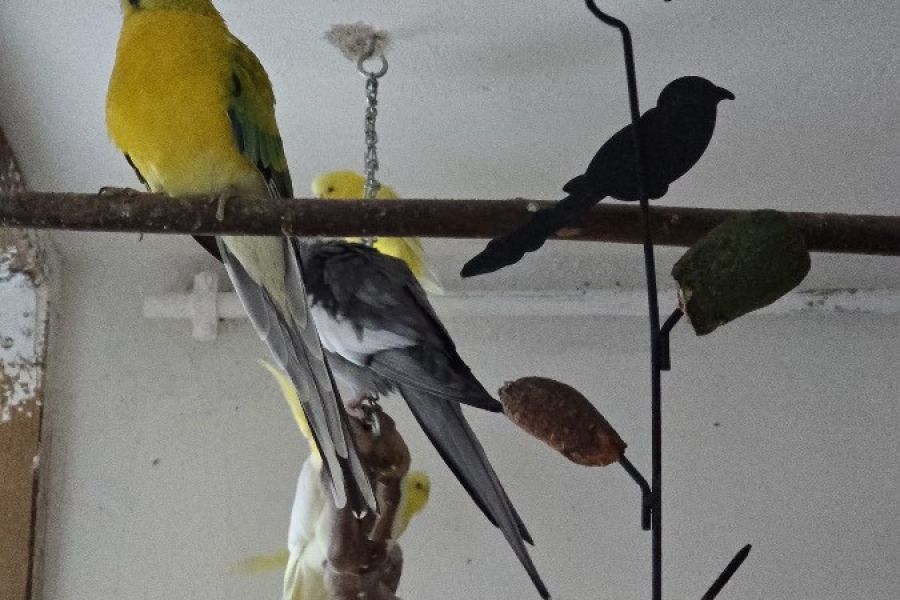 Vögel in liebevolle Hände abzugeben 🐦 - Bild 3