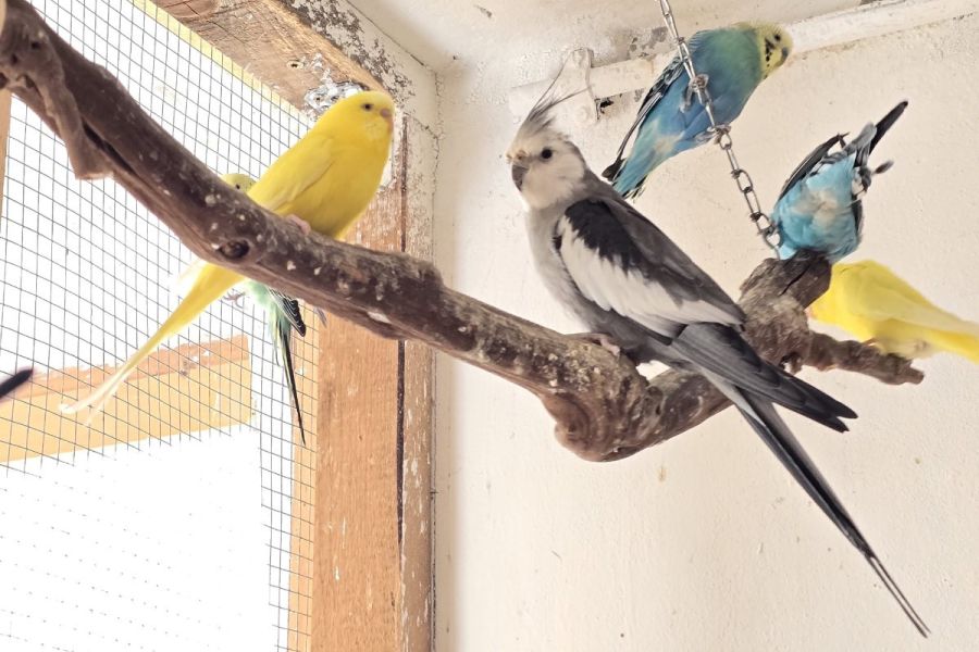 Vögel in liebevolle Hände abzugeben 🐦 - Bild 4