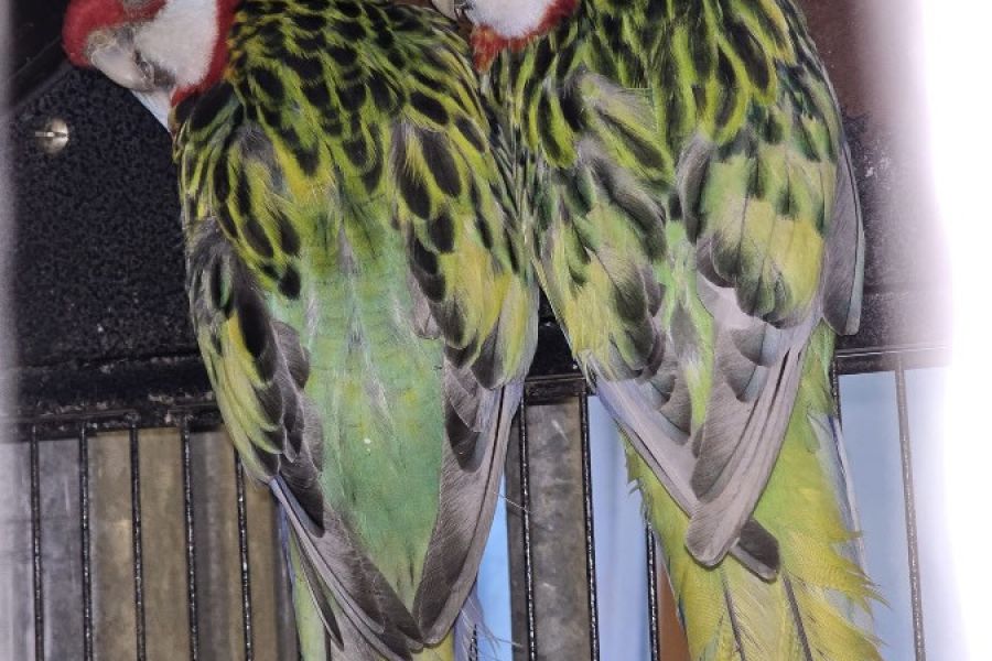 Vögel in liebevolle Hände abzugeben 🐦 - Bild 5