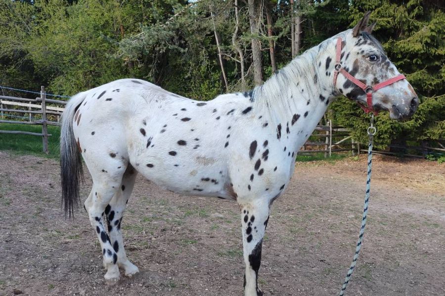 Appaloosa Wallach - Bild 2