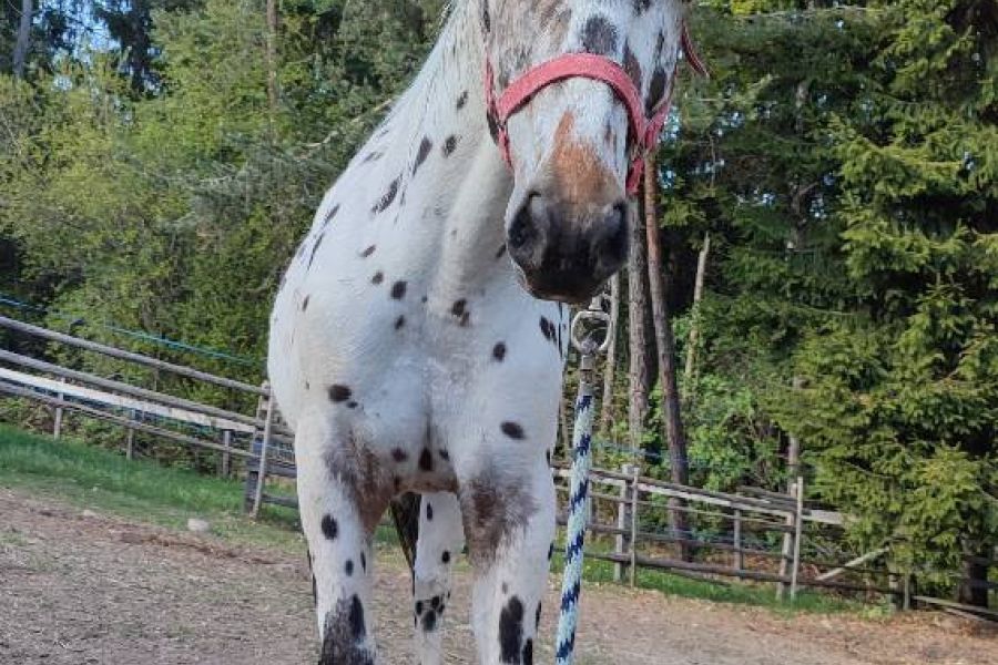 Appaloosa Wallach - Bild 3