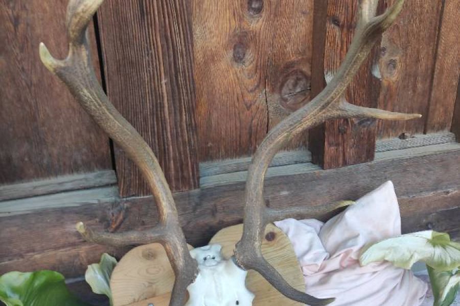 Hirschgeweih - Corna di cervo - Bild 2