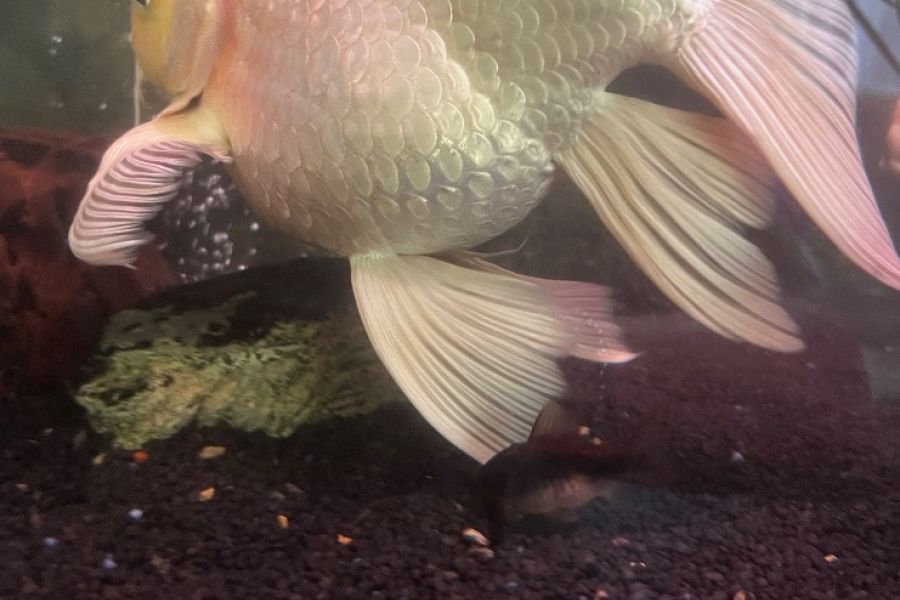 4 Butterfly Koi - Bild 5