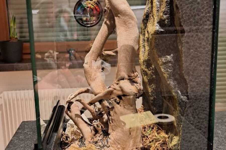 Verkaufe ein Acrylterrarium für kleine Tiere in sehr gutem Zustand - Bild 3