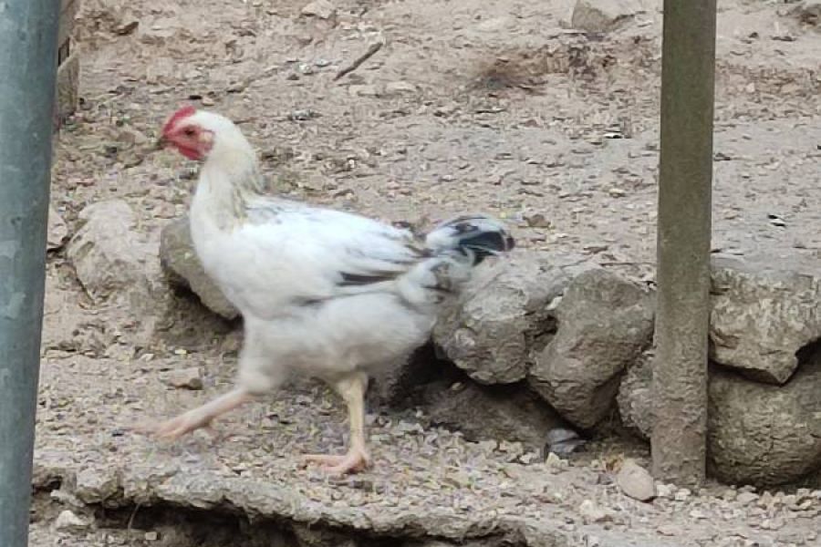 Zwei kleine junge Hähne zu verschenken (gallo nano) - Bild 1