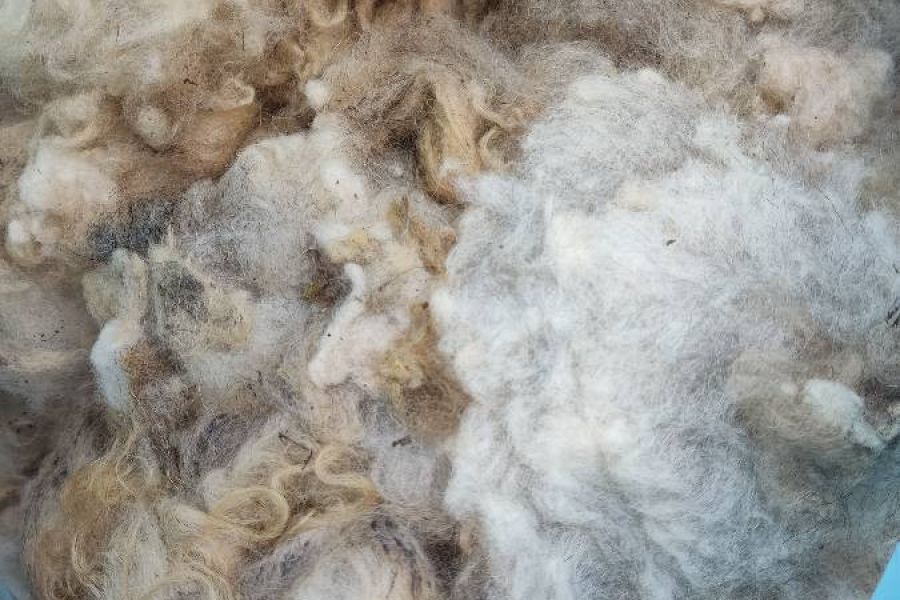 Schafwolle, ein Sack, grau weiß gemischt - Bild 1