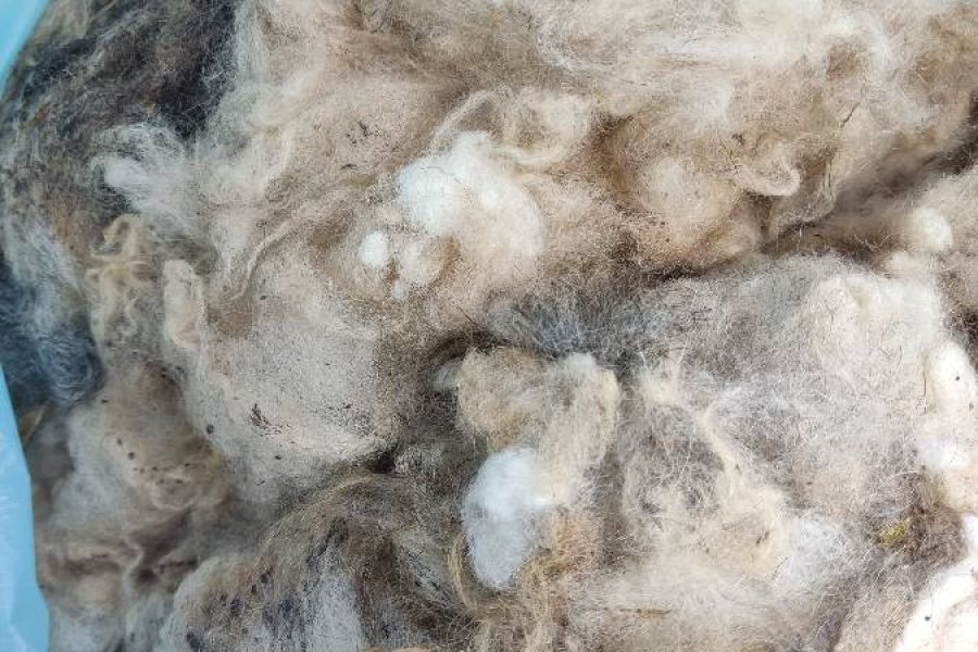Schafwolle, ein Sack, grau weiß gemischt - Bild 2