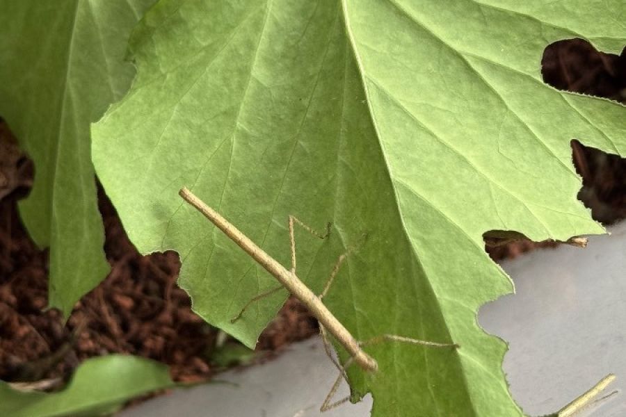 Stabheuschrecken (Carausius morosus) - Bild 2