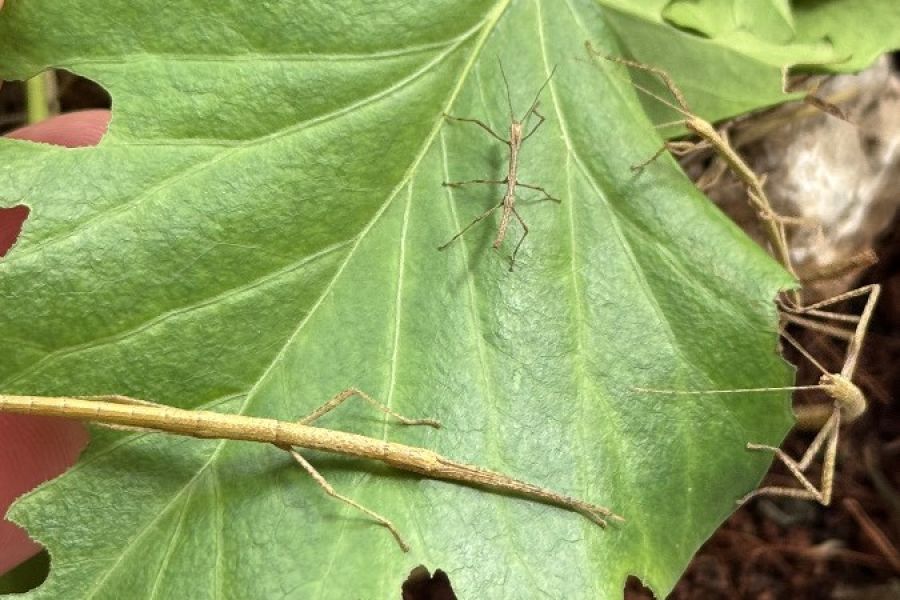 Stabheuschrecken (Carausius morosus) - Bild 3