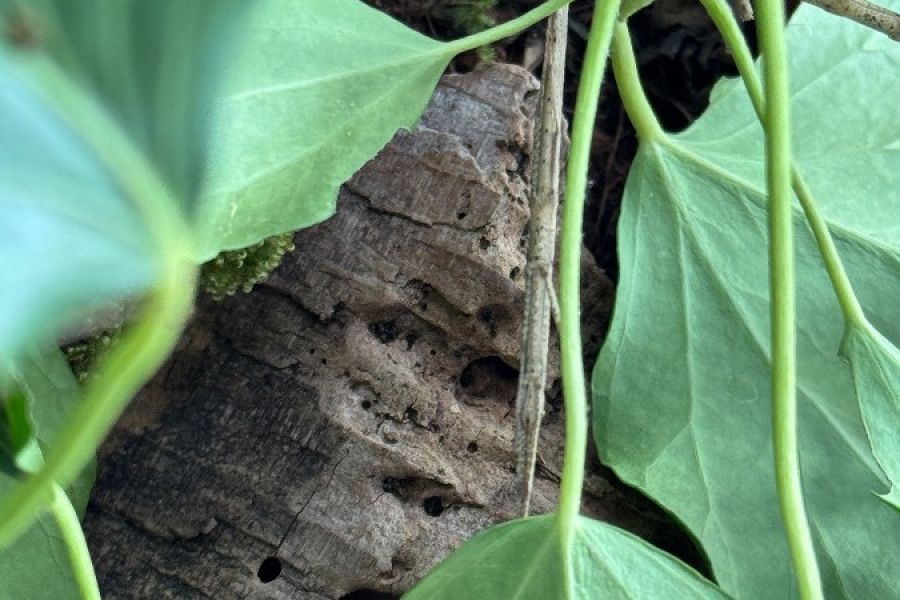 Stabheuschrecken (Carausius morosus) - Bild 4