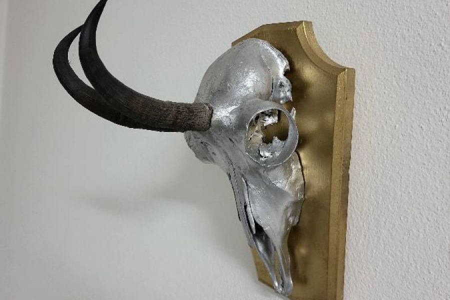 Gams Trophäe als Deko für Hotel - Wohnung usw. - Bild 1