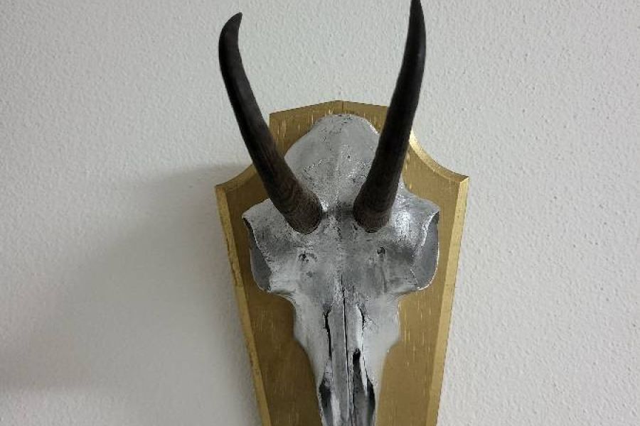 Gams Trophäe als Deko für Hotel - Wohnung usw. - Bild 2