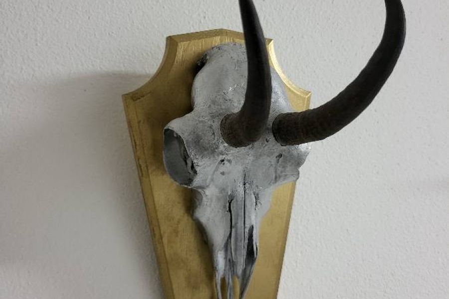 Gams Trophäe als Deko für Hotel - Wohnung usw. - Bild 3