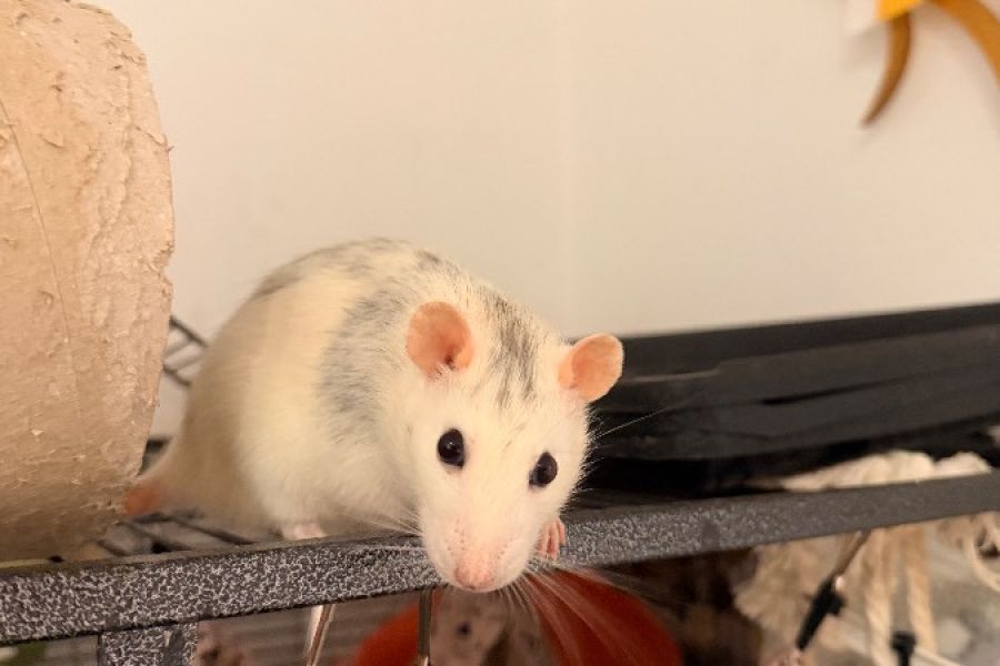 Zwei liebe Farbratten suchen ein neues Zuhause - Bild 1