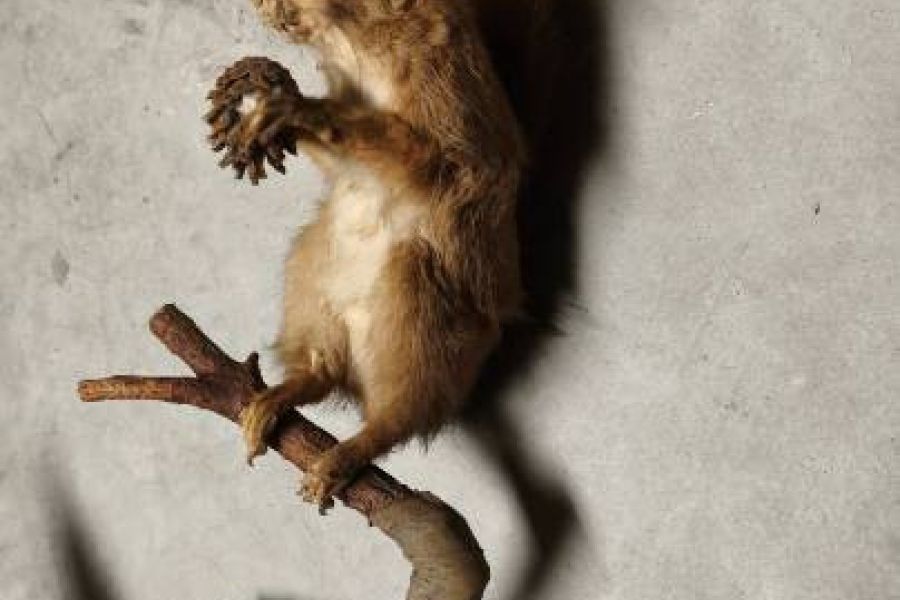Tierpräparat Eichkätzchen - Bild 1