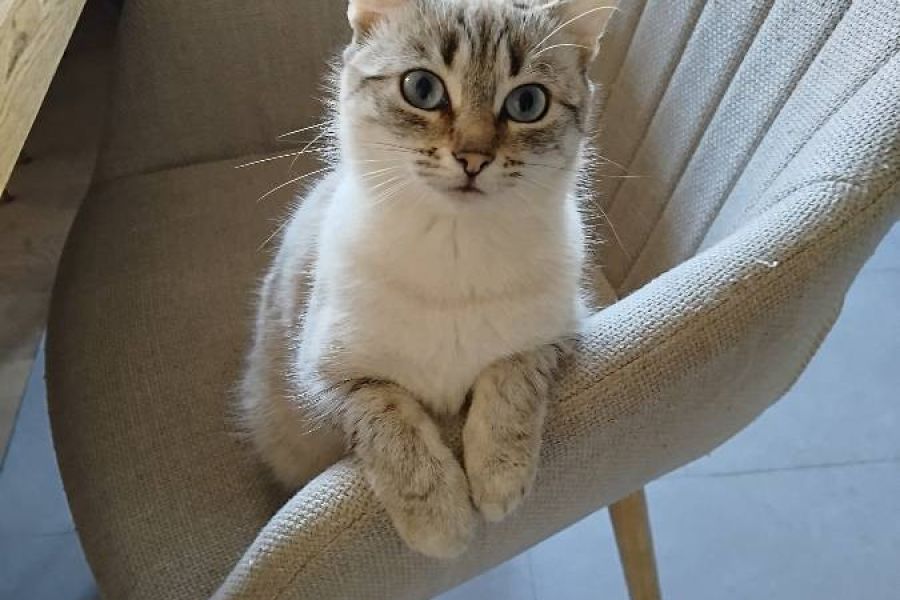 1 jährige Katze sucht ein liebevolles zuhause - Bild 1