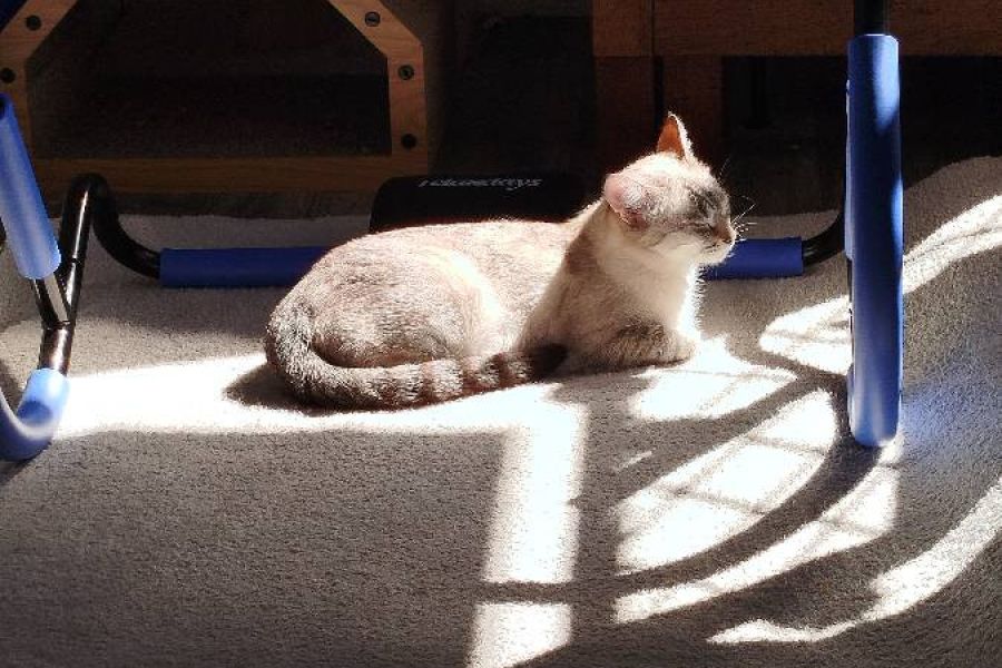 1 jährige Katze sucht ein liebevolles zuhause - Bild 2