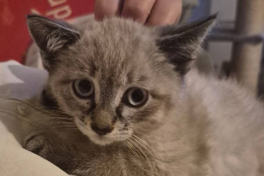2 kleine Katzenmädchen - Bild 1
