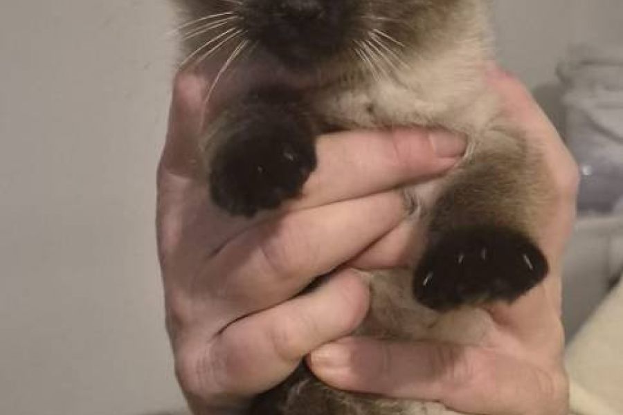 2 kleine Katzenmädchen - Bild 2